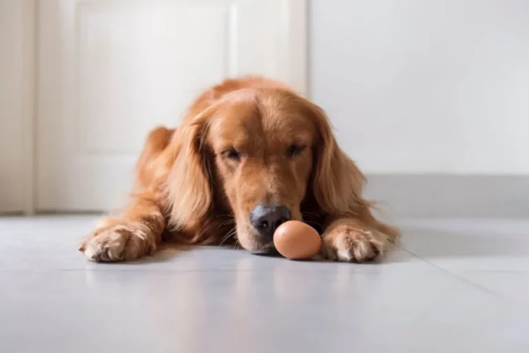cani possono mangiare uova?