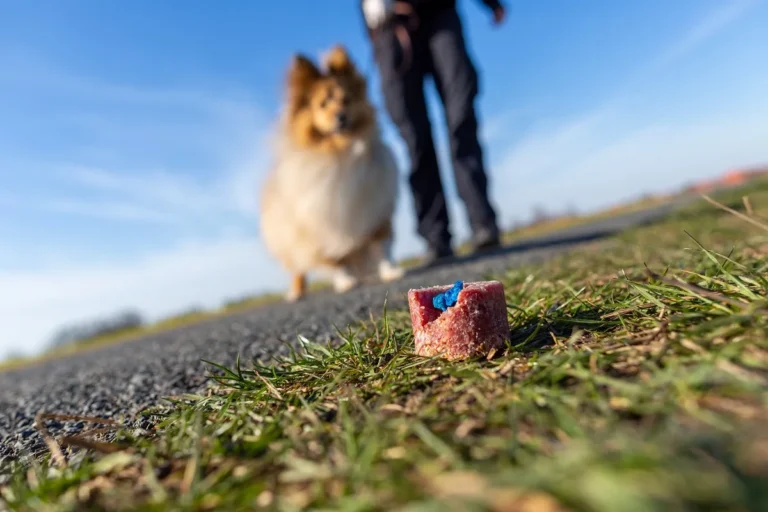 esca avvelenata per cane