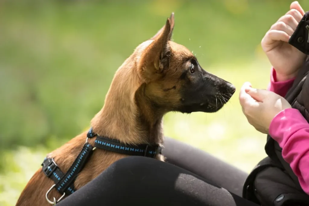 ricompensa controllo impulsi cane