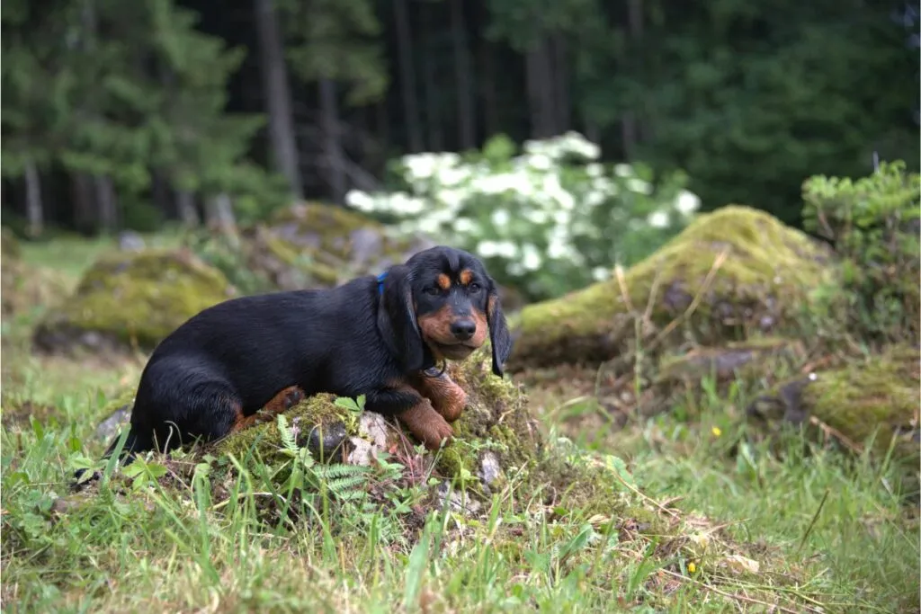 Alpenlaendische Dachsbracke a caccia
