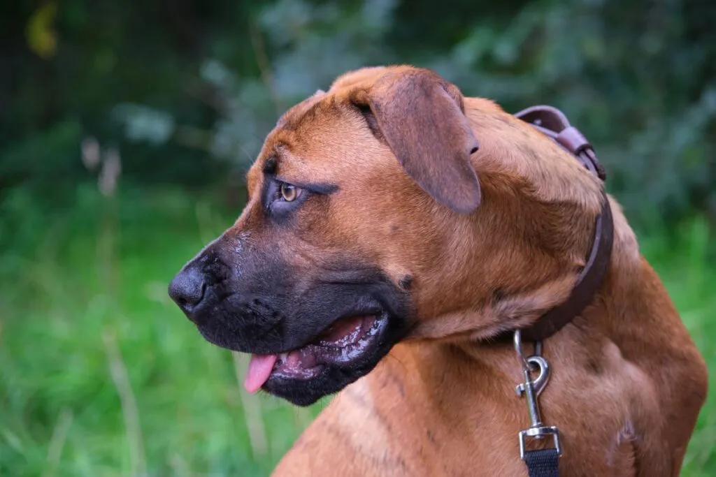 alano spagnolo cane da guardia