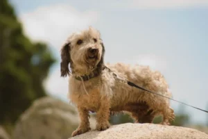 Doxiepoo