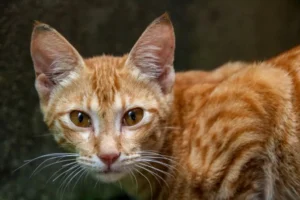 Gatto di Ceylon