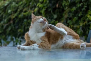 Sangue nell’orecchio del gatto