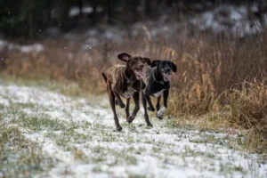 Eurohound