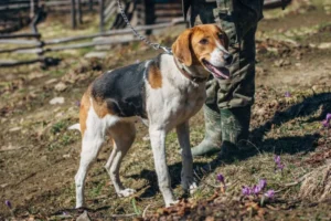 Harrier: un cane da caccia alla lepre