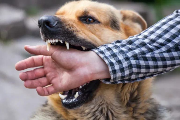 cane morde cosa fare