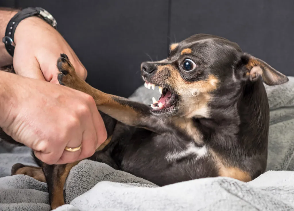 cane morde perch&egrave; ha dolore