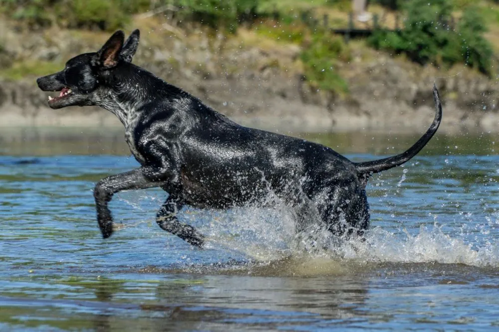 eurohound in acqua
