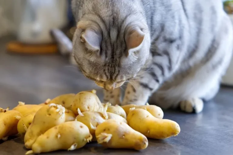 gatti possono mangiare patate