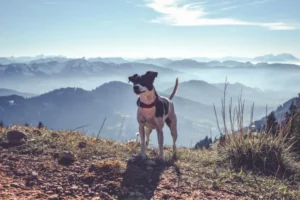 Ratonero Bodeguero Andaluz
