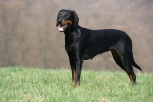 Segugio Austriaco nero focato (Brandlbracke)
