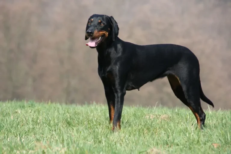 seguguio austriaco nero focato