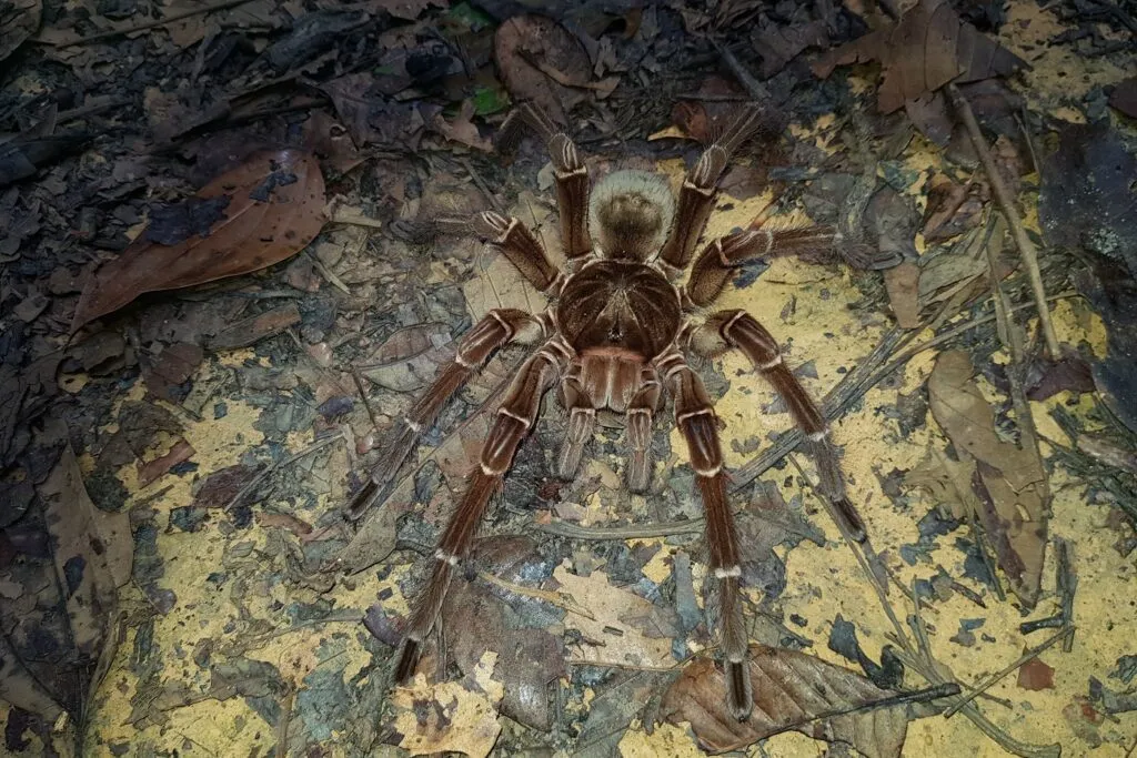 tarantola golia Theraphosa blondi nel terreno