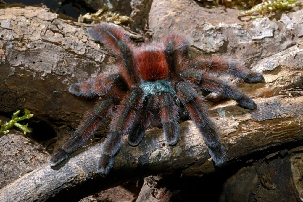 tarantola martinica avicularia versicolor