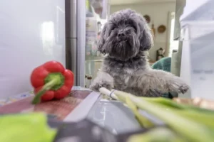 I cani possono mangiare i peperoni? Ecco a cosa prestare attenzione