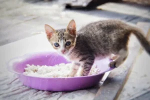 I gatti possono mangiare riso?