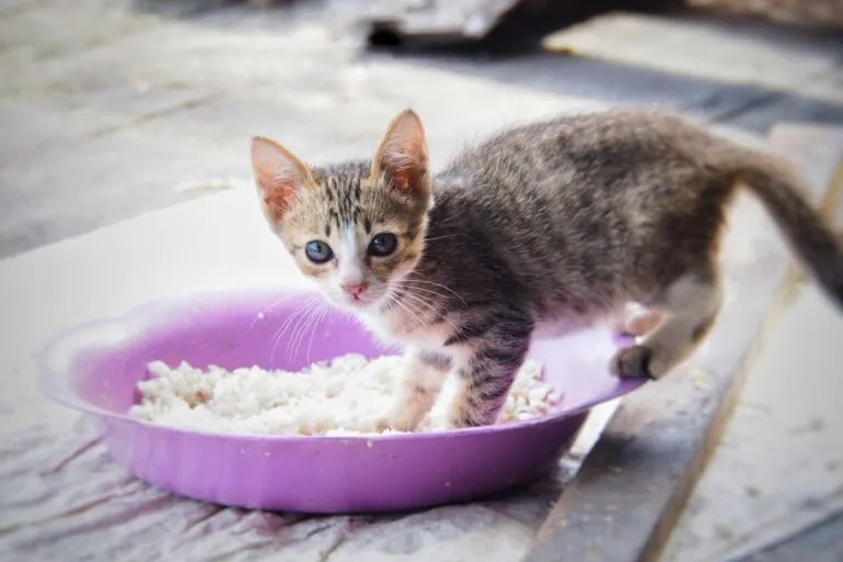 gatti possono mangiare riso