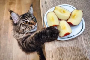 I gatti possono mangiare le mele? E in quali quantità?