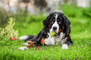 I cani possono mangiare le pere? Cosa bisogna sapere