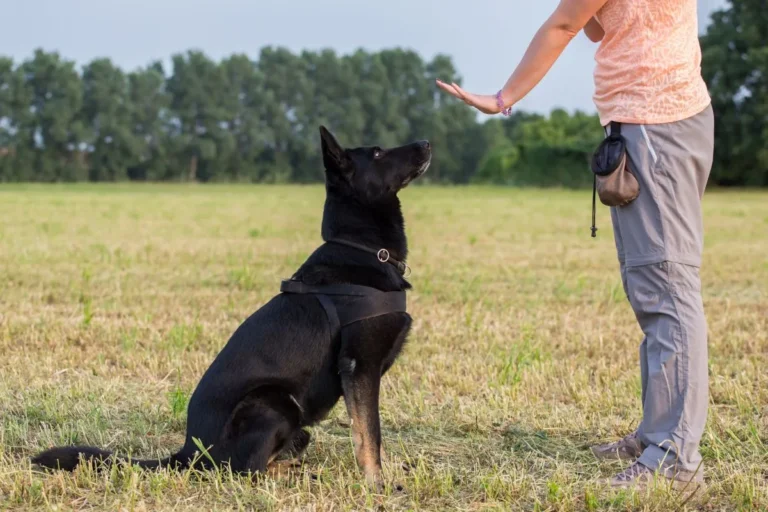 comandi per cani