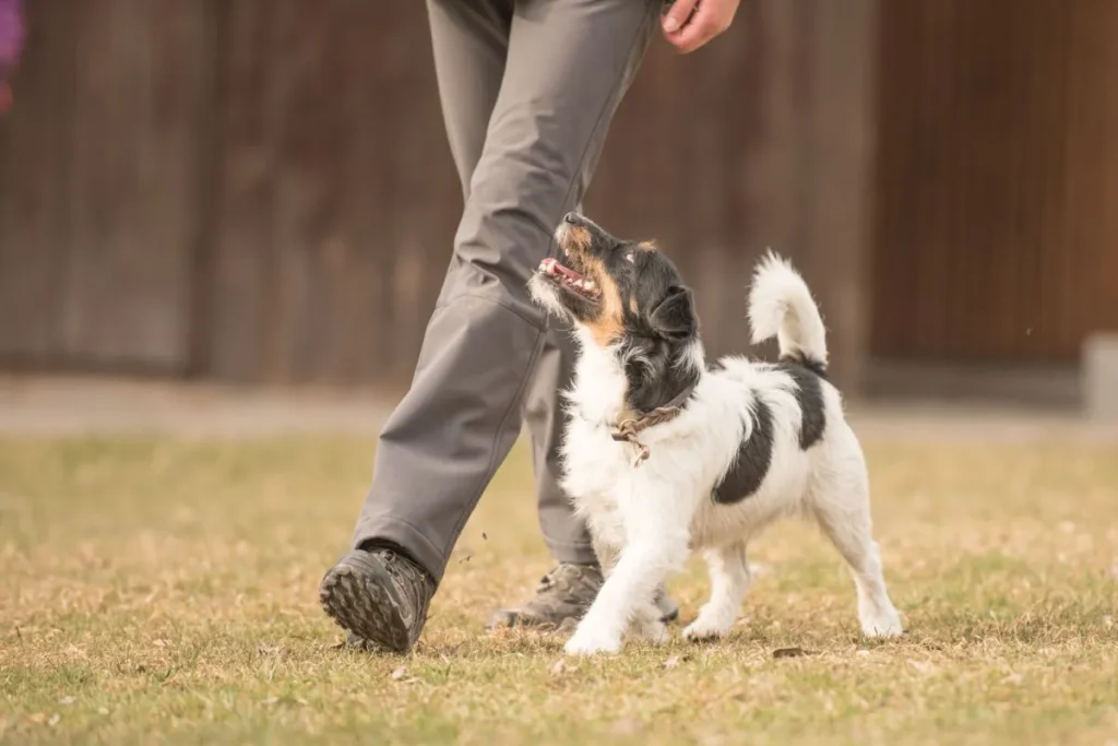 comando al piede per cane accanto a te