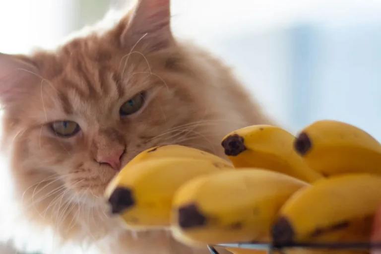 gatti possono mangiare banane