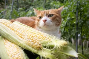 I gatti possono mangiare il mais? Tutto su rischi e quantità