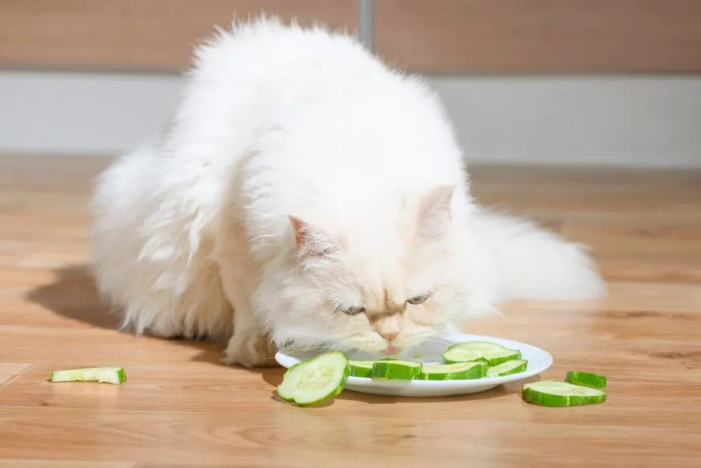 gatto mangia cetriolo a fette
