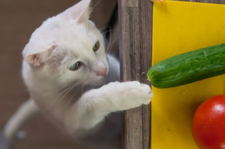 gatto mangia cetriolo