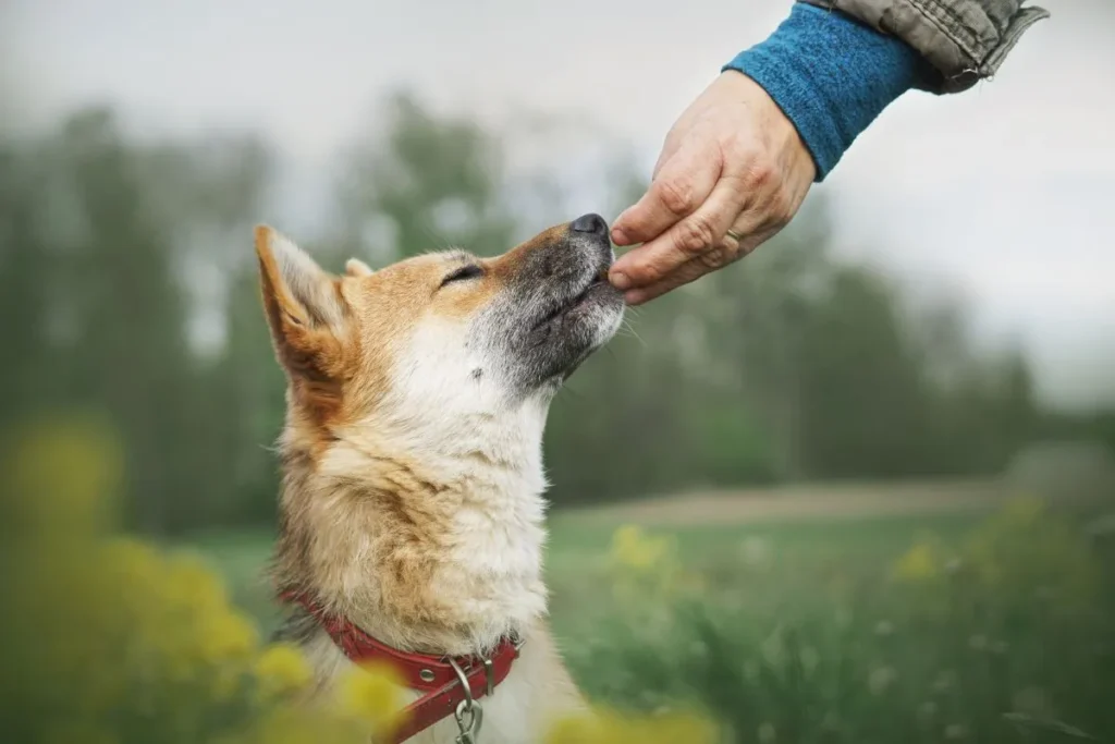 ricompensa per richiamo cane